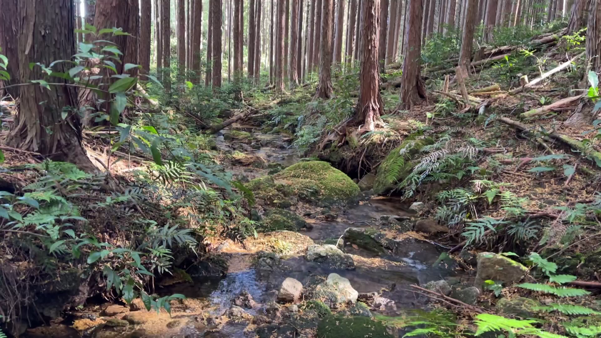 面積の約9割を森が占める尾鷲市