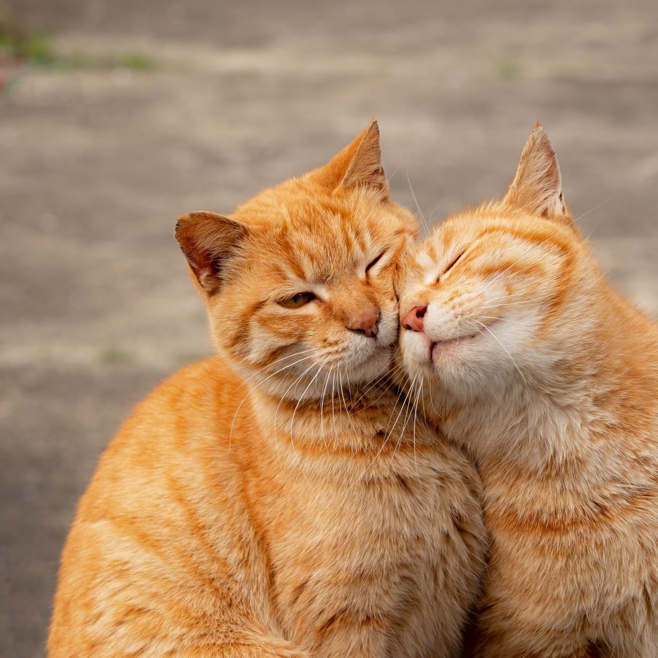 『島にゃんこ』　SNSで人気の写真家夫妻が撮り続けてきた猫たち