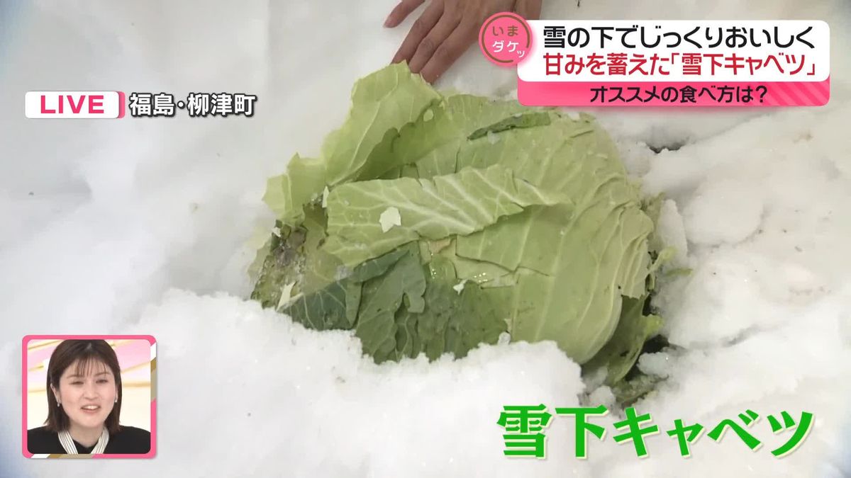 オススメは「キャベしゃぶ」　雪の恵み「雪下キャベツ」　福島・奥会津