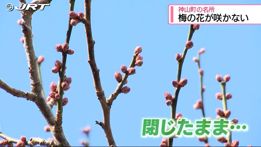 梅の花はいつ咲く?　神山町で「梅まつり」直前にもかかわらず全く咲かず【徳島】