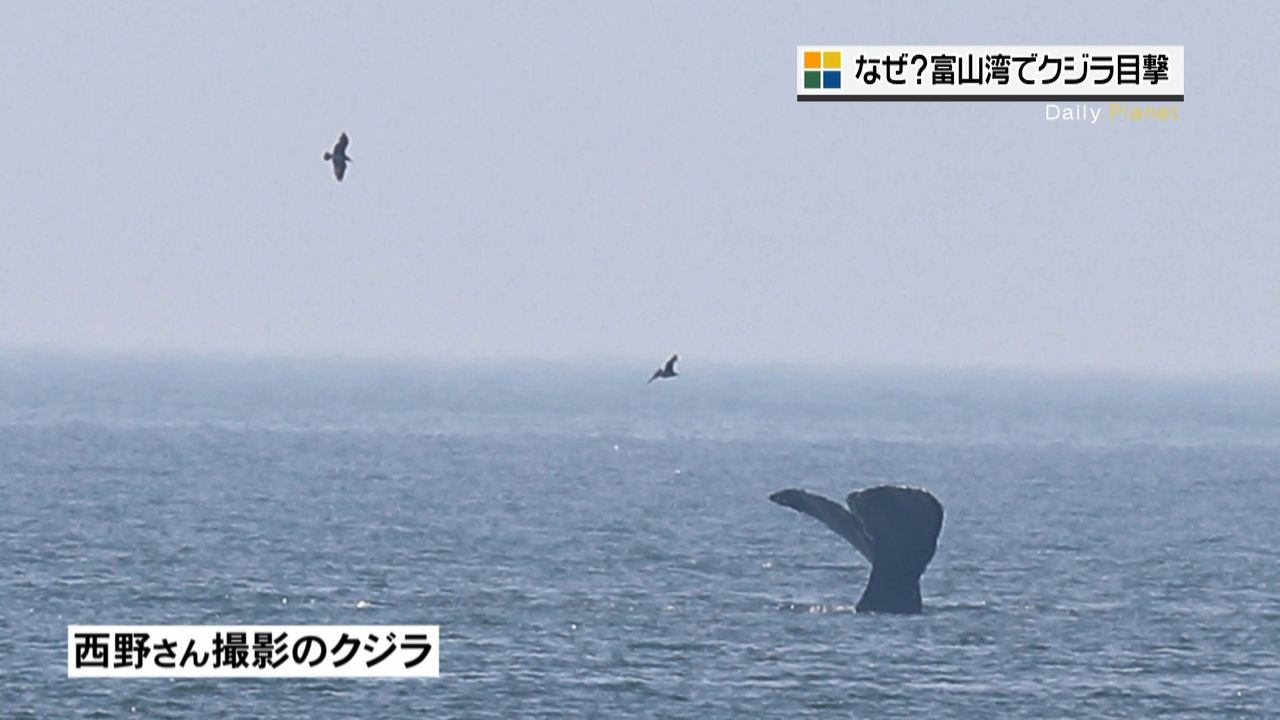 富山湾で蜃気楼ではなく…クジラを発見！