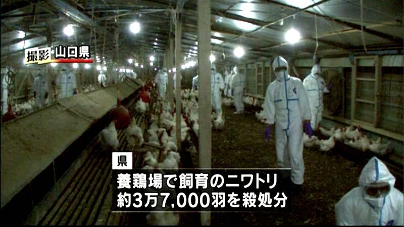 山口県の鳥インフル　３万７千羽“殺処分”