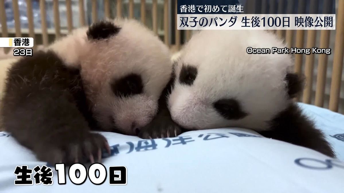 香港で初めて誕生した双子のパンダ　生後100日迎え元気な姿