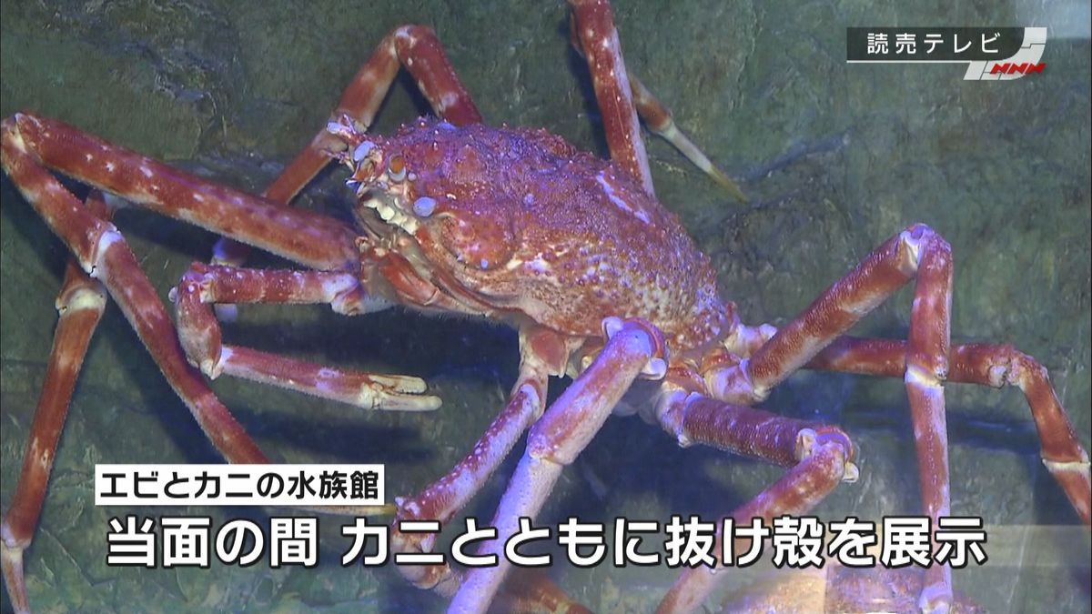 「タカアシガニ」の脱皮を撮影　和歌山