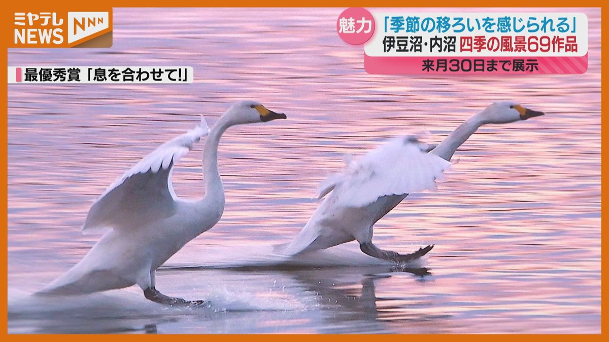 国内有数の渡り鳥飛来地…”伊豆沼・内沼”の四季写したフォトコンテスト作品展「伊豆沼の季節の移ろい感じる」宮城・栗原市