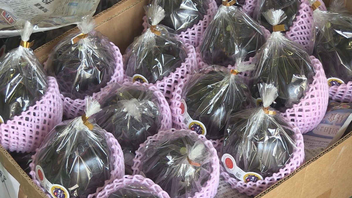 丸々と大きい別名"黒い宝石"　鯖江市の伝統野菜「吉川ナス」　今シーズンの販売開始　高品質で香港にも輸出