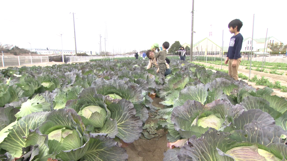 野菜の収穫体験を楽しむ人たち