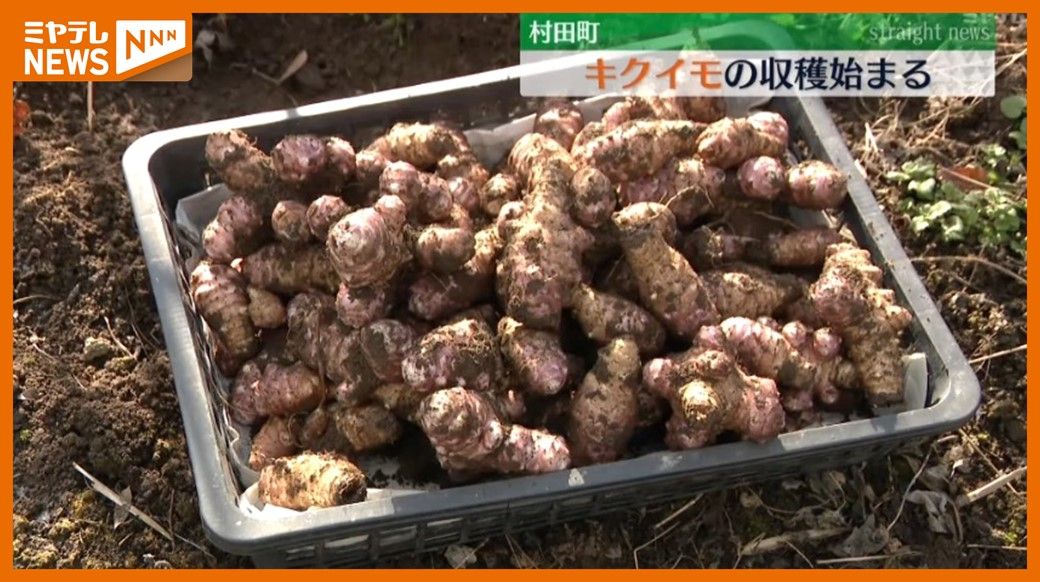 ＜シャキシャキとした食感＞『キクイモ』の収穫　「甘みもあってパリパリって美味しい」（宮城・村田町）