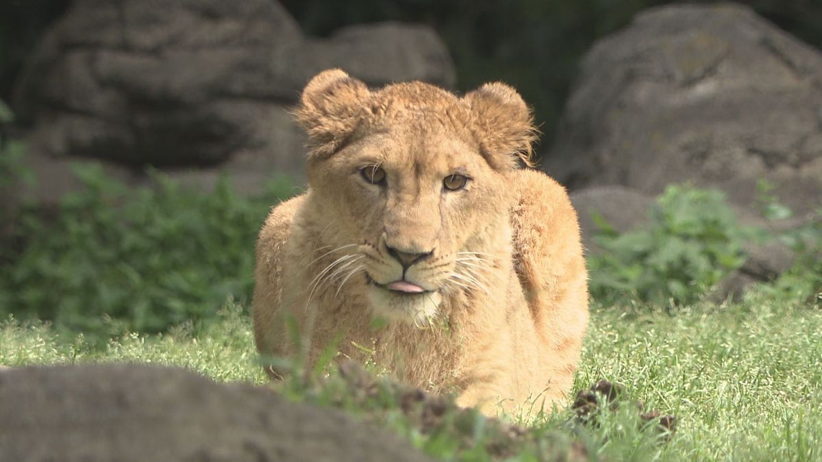 “オス”として円山動物園に引っ越したライオン「クレイ」実はメスだったと判明…とべ動物園へ戻ることに