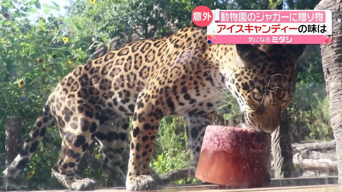 動物園のジャガーに冷たい贈り物　真っ赤なアイスキャンディーの味は？　アメリカ