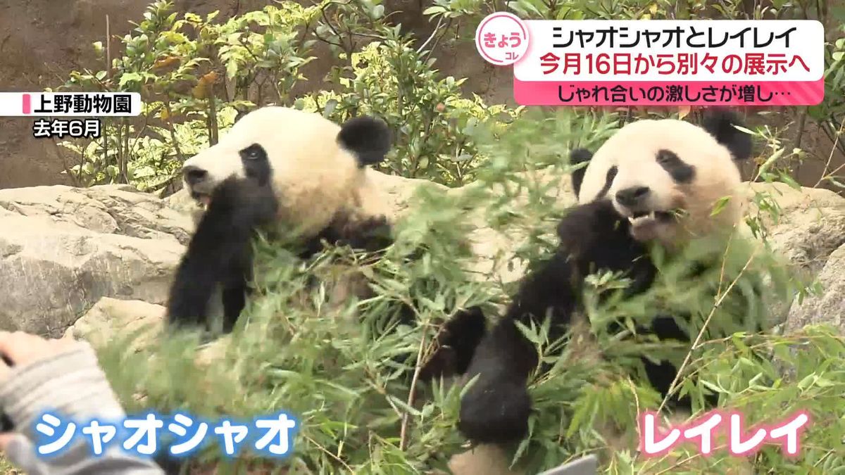 【速報】上野動物園の双子パンダ　16日から別々に展示へ