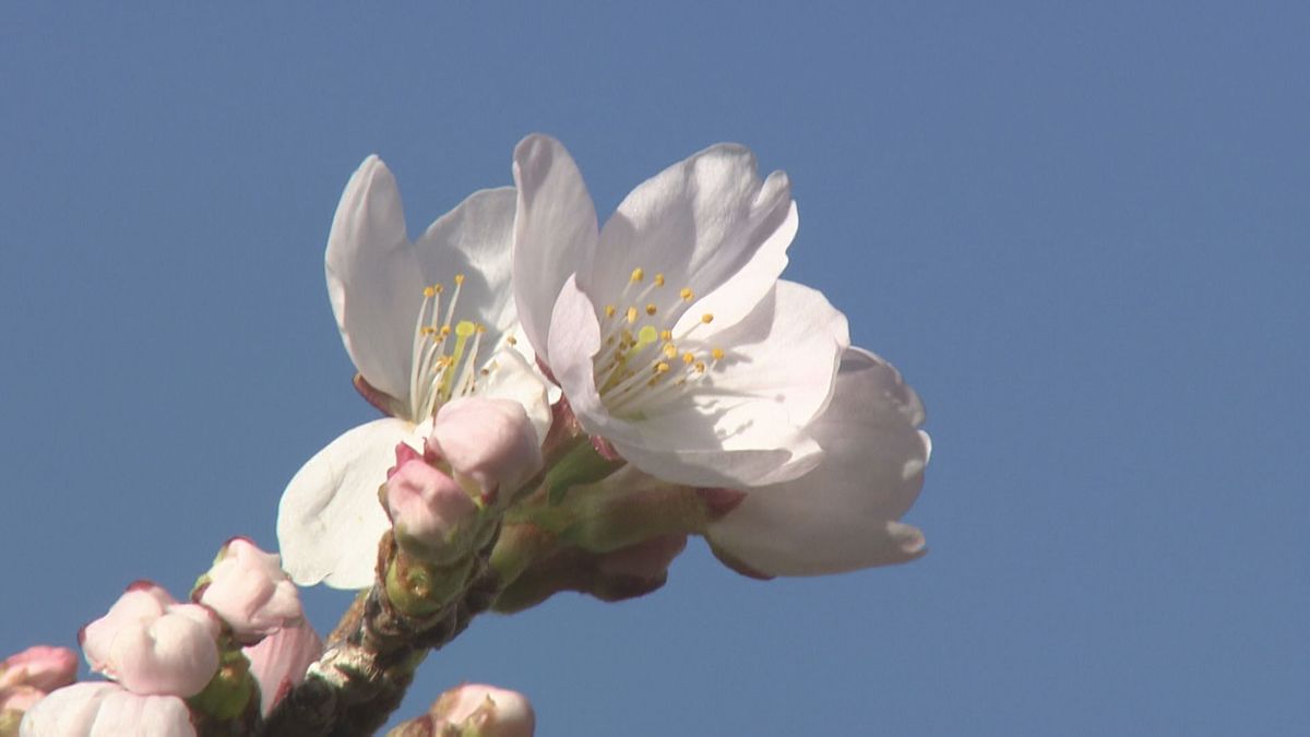 サクラ開花予想 甲府は3月25日 去年より4日早く平年並み 日本気象協会 山梨