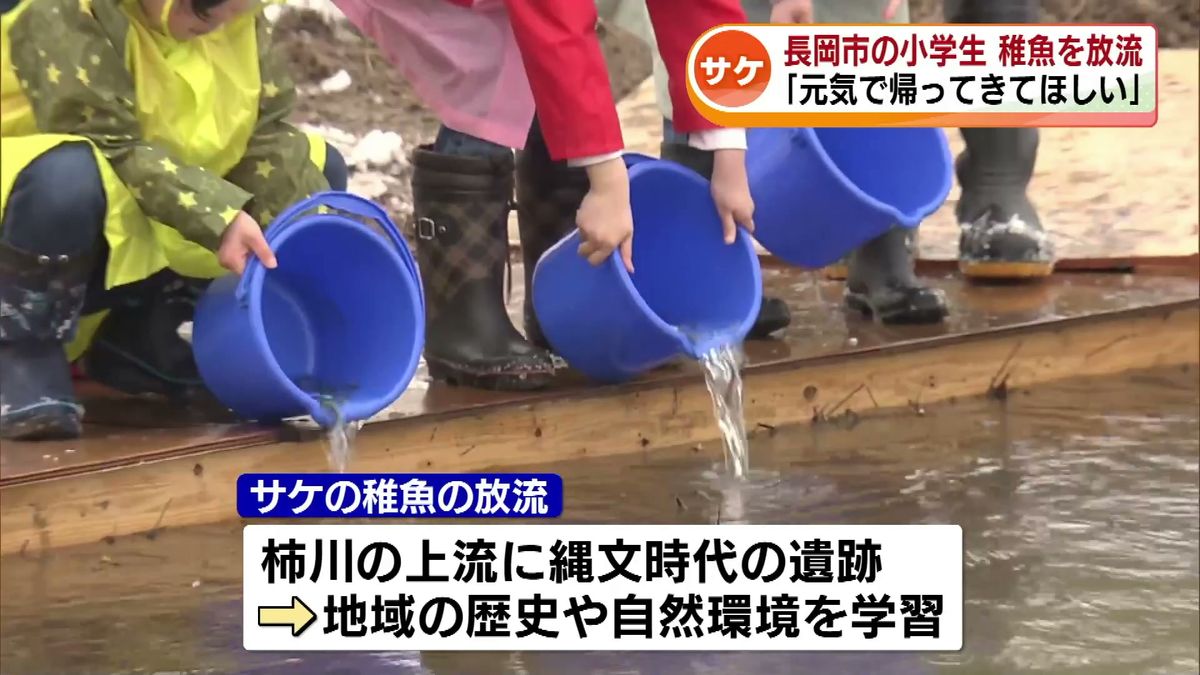 「元気で帰ってきてね」 小学生がサケの稚魚2200匹を放流　地域の歴史や自然環境を学ぶ 《新潟・長岡市》