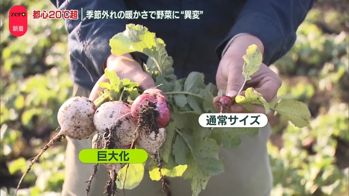 都心20℃超　季節外れの暖かさで街の人は…　野菜に“異変”も