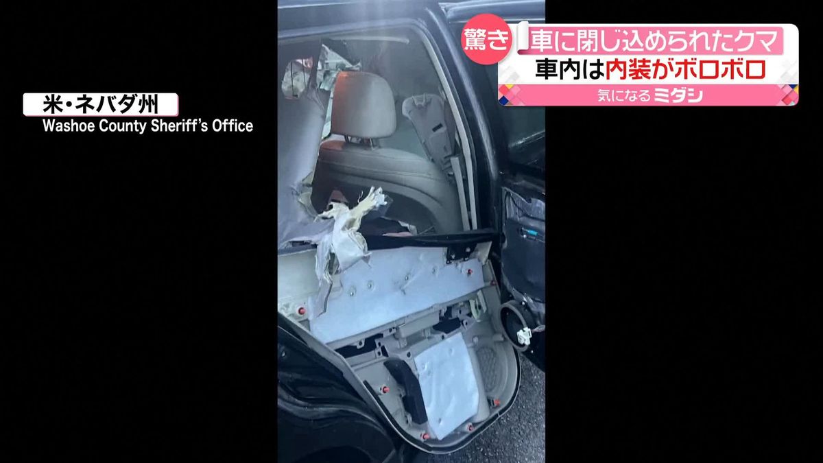 ドアを開けると…車の中からクマ！　内装ボロボロ…閉じ込められたか　アメリカ