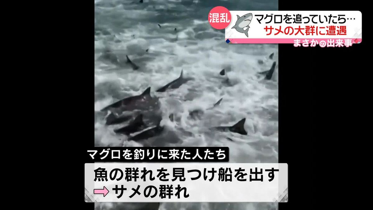 マグロを追っていたら…サメの大群に遭遇　アメリカ