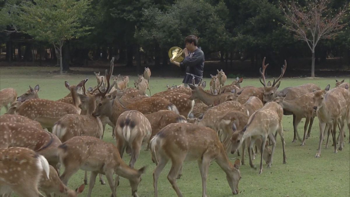 奈良公園で「夏の鹿寄せ」　ホルンの音色で200頭が集まる「こんなに鹿を1か所で見たことがない」