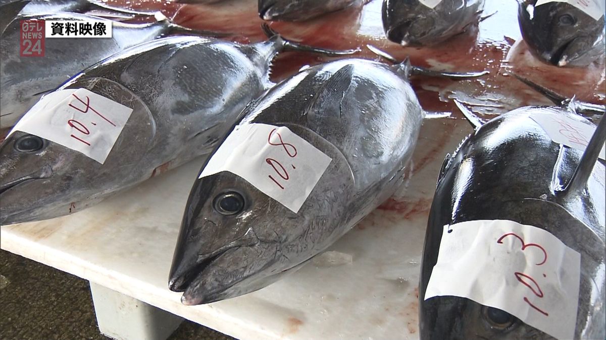 クロマグロ漁獲量　日本は年間漁獲枠超える