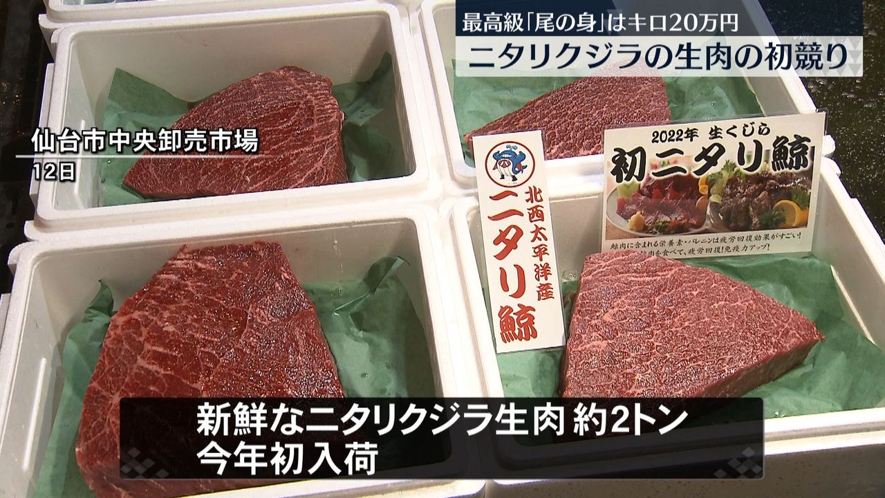 ニタリクジラ生肉の初競り「尾の身」最高値キロ20万円　仙台市中央卸売市場