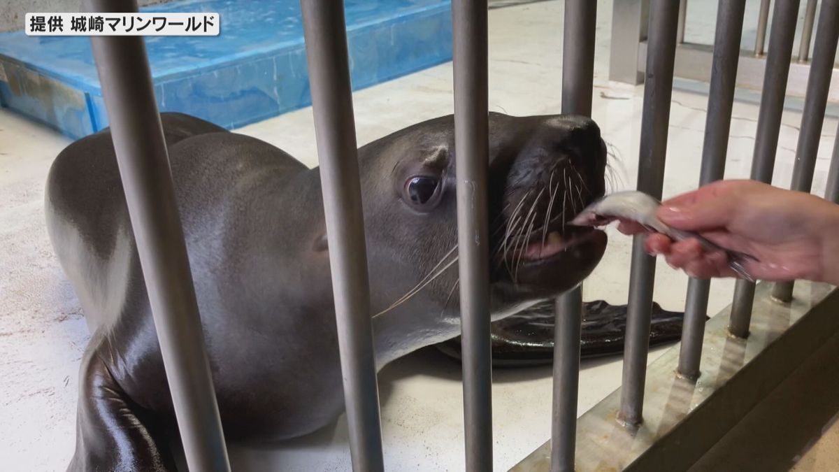 トドの「カナタ」と触れ合う特別ツアー　エサやり体験や飼育員のエピソード紹介も　城崎マリンワールド