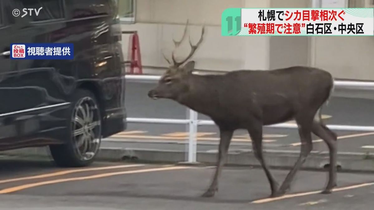 今度は駐車場に出没！　札幌市街地でシカ目撃相次ぐ　繁殖期で行動範囲広がる　北海道が注意喚起