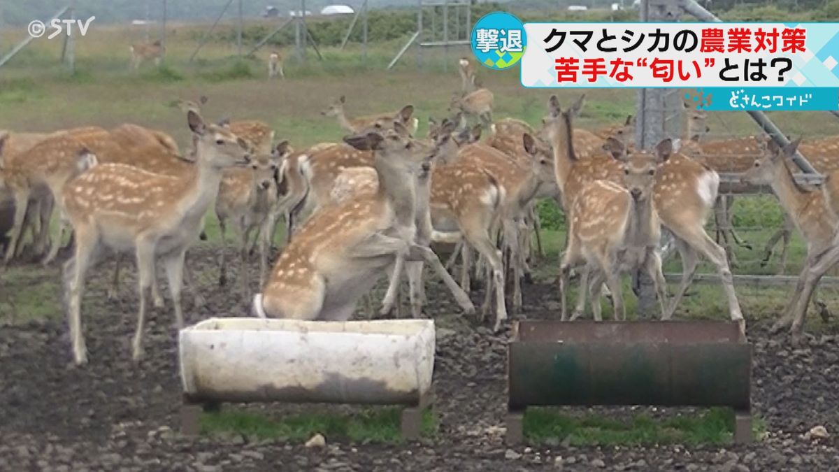 ビックリして飛んで逃げる！シカを追い払うのは「ヒトデ」　強烈な臭いで退散　北海道