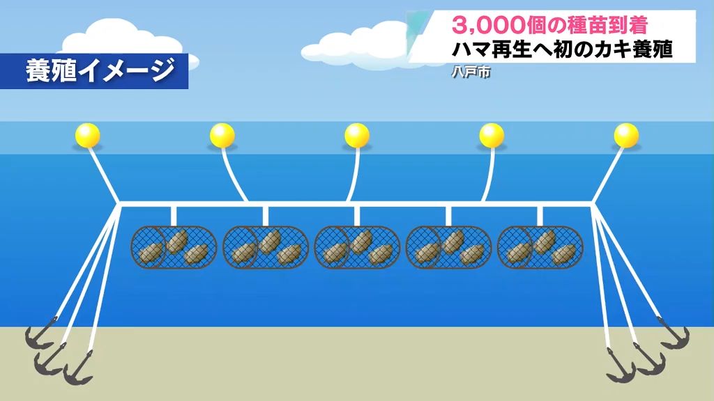 「成功したら本格的に始めたい」カキ海面養殖でハマ復活を目指し試験養殖の種苗が到着　青森県八戸市