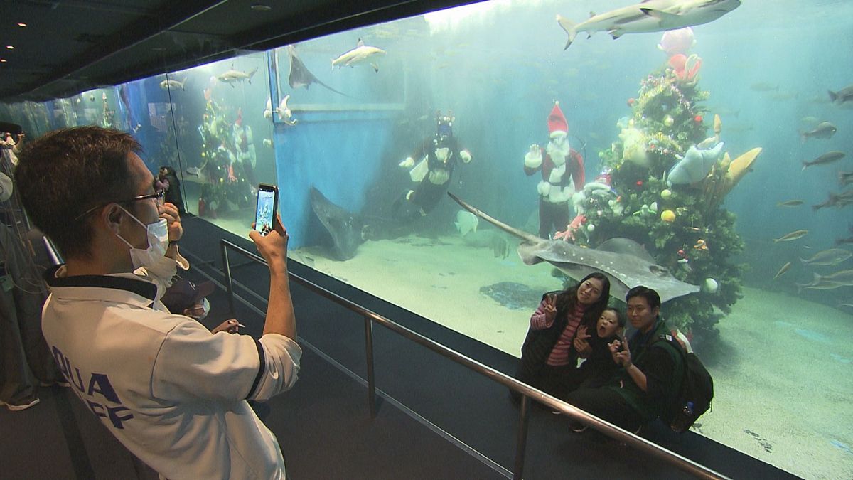 水槽の中に高さ3メートルのクリスマスツリーが登場 坂井市の水族館 泳ぎ回る魚もムード盛り上げ