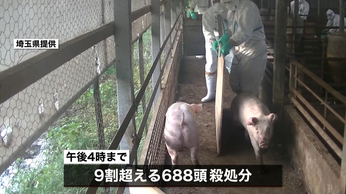 関東初“豚コレラ”きょう中に殺処分完了へ