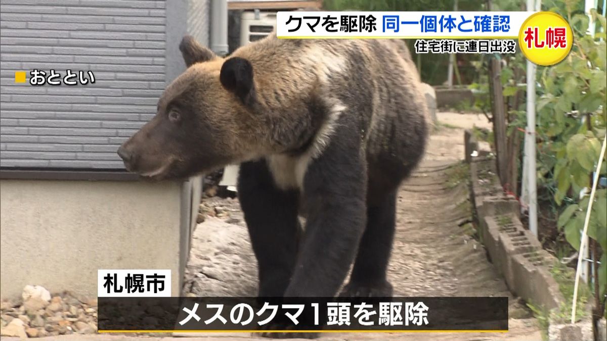 クマ駆除、同一個体と確認　札幌で連日出没
