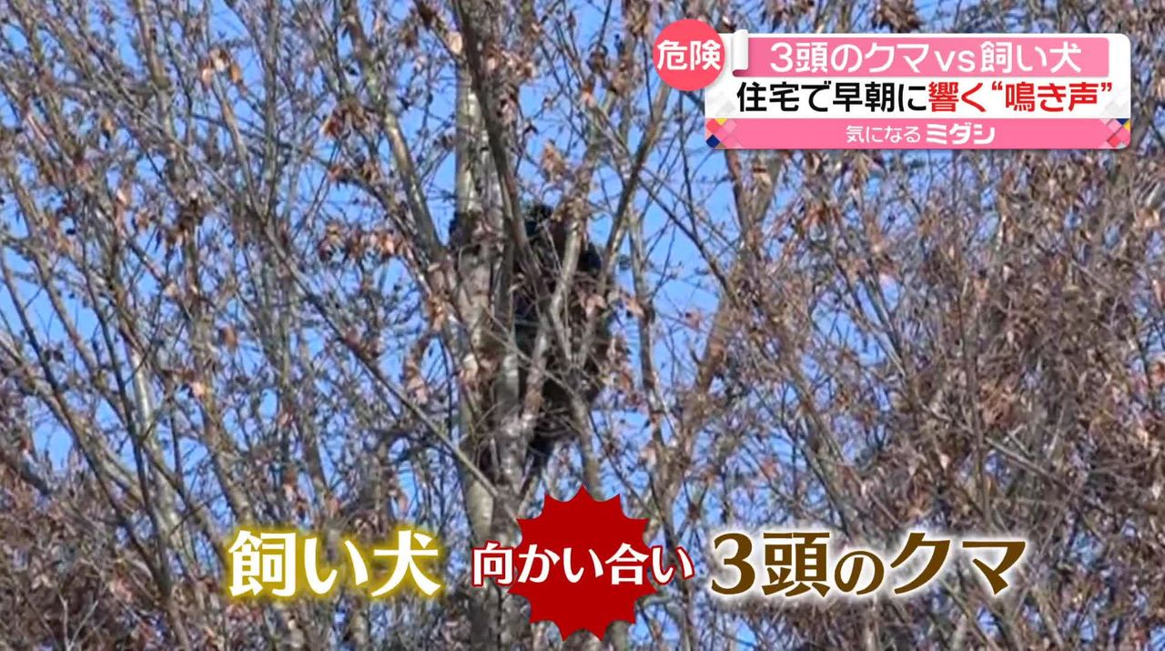 相次ぐクマ被害 3頭と飼い犬が…早朝に響く“鳴き声” 100針縫う被害も…男性が状況語る（2023年11月15日掲載）｜日テレNEWS NNN