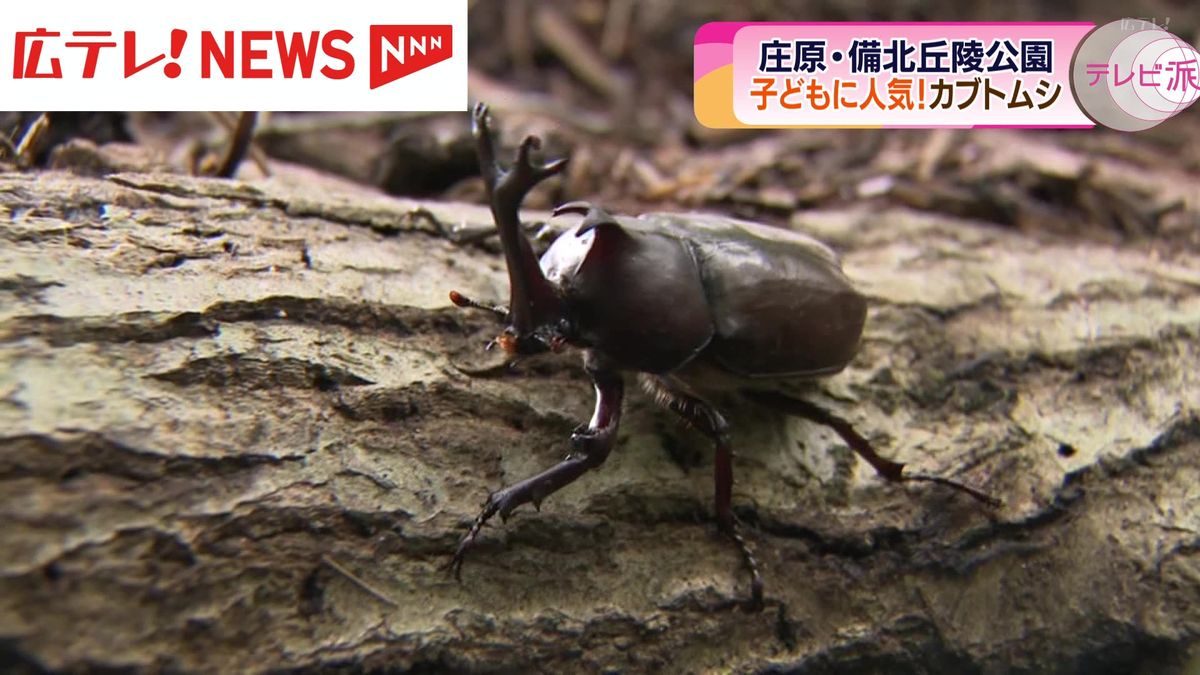 園児がカブトムシと触れあう  広島県庄原市