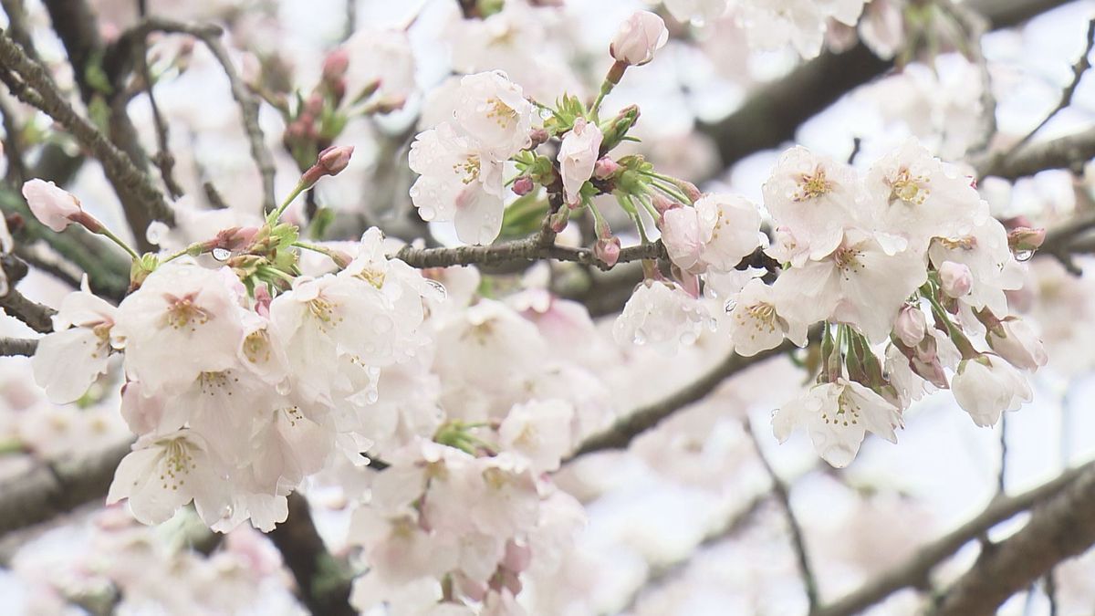 道後公園の標本木「満開」はいつ？専門家に聞く今年のサクラの特徴は