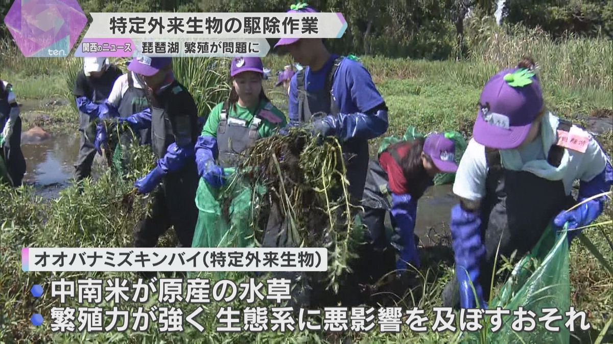 琵琶湖で特定外来生物の水草「オオバナミズキンバイ」駆除　中南米原産で繁殖力が強く生態系に悪影響