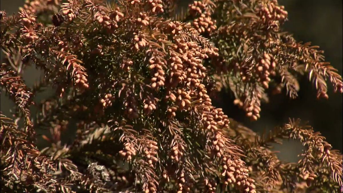 来春の花粉飛散量 平年より3割少ない予想 日照時間の短さ影響も「油断しないで」山梨