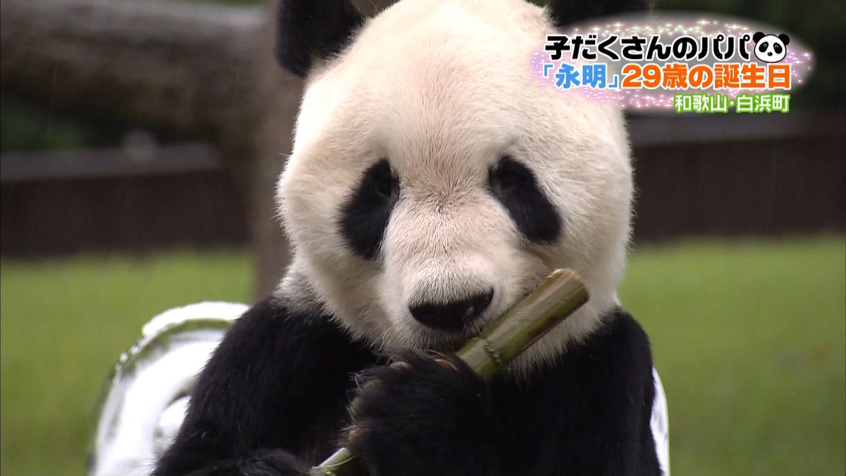 子だくさんパンダ「永明」２９歳の誕生日