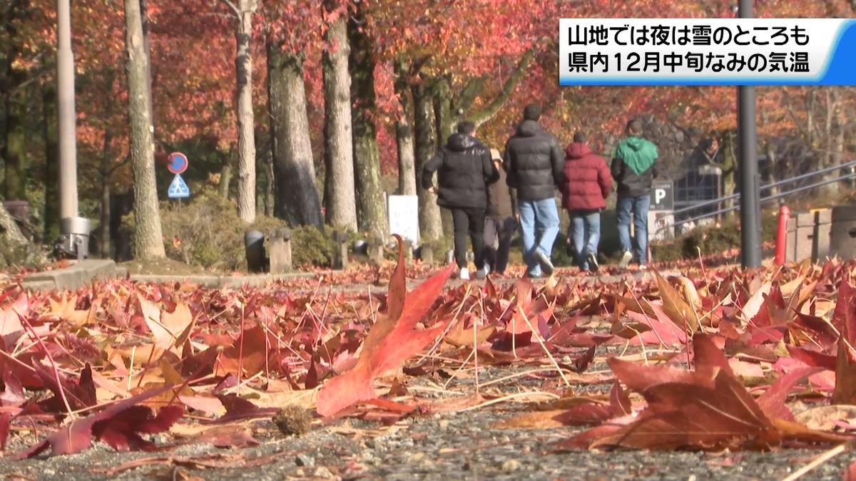 アメリカ楓通り紅葉見ごろ　石川県内冷え込み強まる　夜は山地で雪の可能性