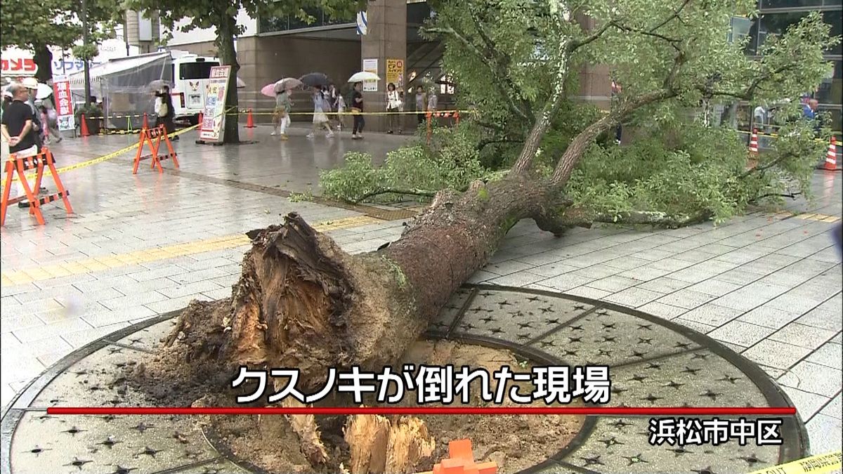 ＪＲ浜松駅前　高さ１１ｍの大木倒れる