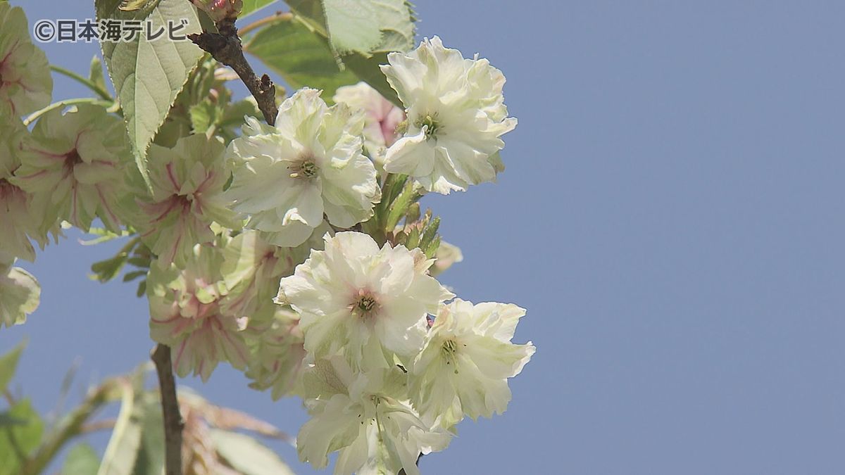 一風変わった緑の桜「御衣黄」　100本以上の一風変わった桜の見頃はあと少し　島根県雲南市