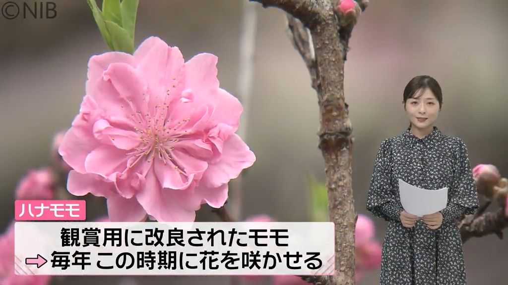 鮮やかに咲くピンク色の花「ハナモモ」長崎市の中島川沿いで春の訪れ告げる光景《長崎》