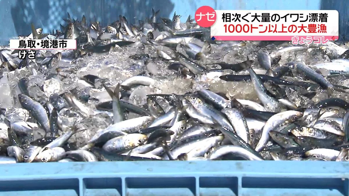相次ぐ大量のイワシ漂着も…鳥取では大豊漁　なぜ？