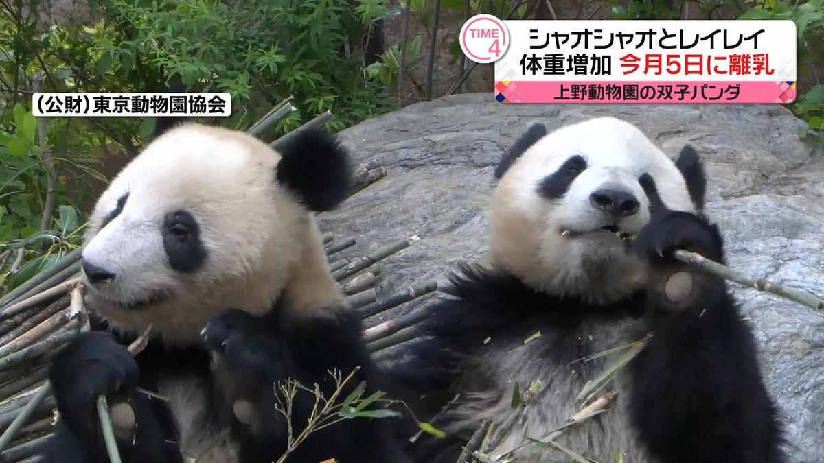 上野の双子パンダが離乳　先月19日に親離れ、今月5日から人工乳やめる　タケノコの硬い部分は残すことも