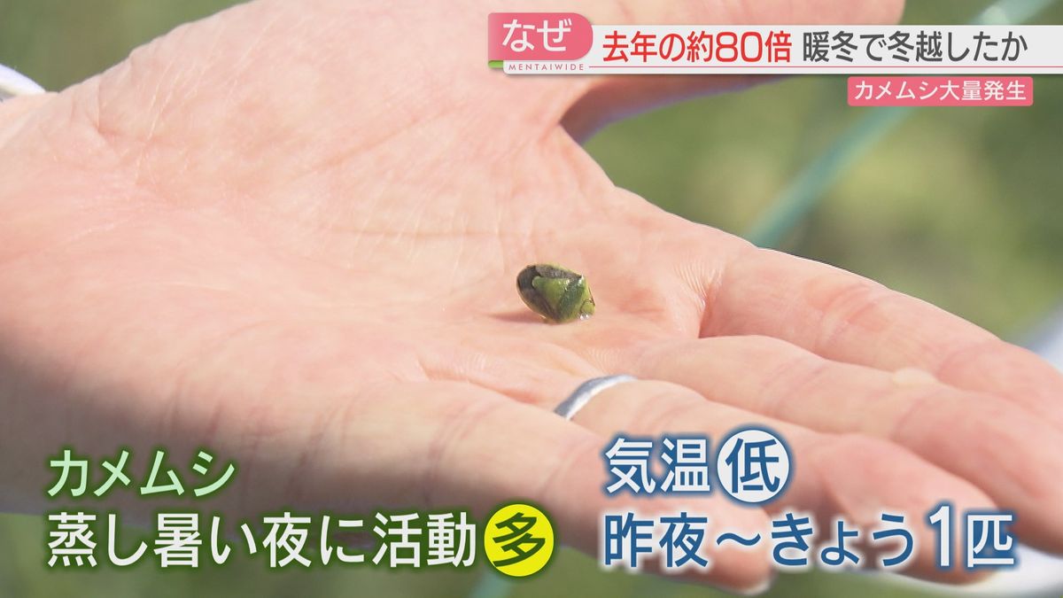 福岡県病害虫防除所はカメムシの数を計測