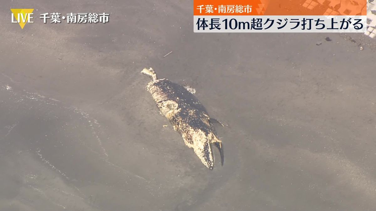 体長10m超の大型クジラ、南房総市の海岸に打ち上げられる　すでに死んで腐敗も…