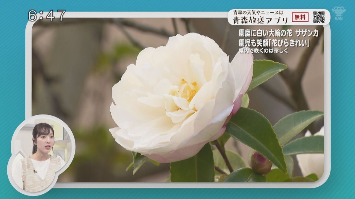 園庭に白い大輪の花　サザンカ　園児も笑顔「花びらきれい」　県内で咲くのは珍しく　青森県