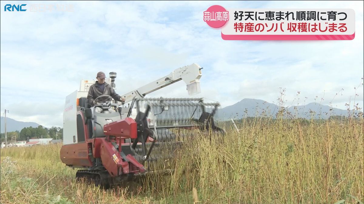 ソバの収穫始まる　真庭市　蒜山高原