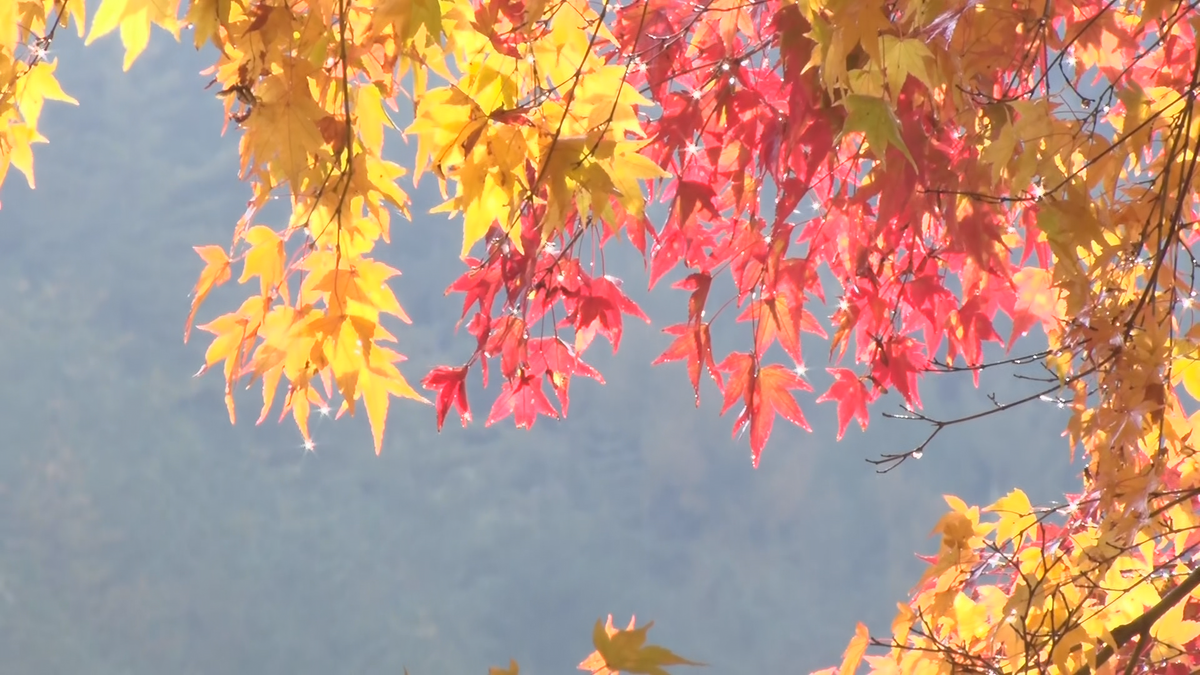 モミジのトンネルで人気の「もみじ湖」鮮やかに色づき進む　例年より１週間遅い紅葉