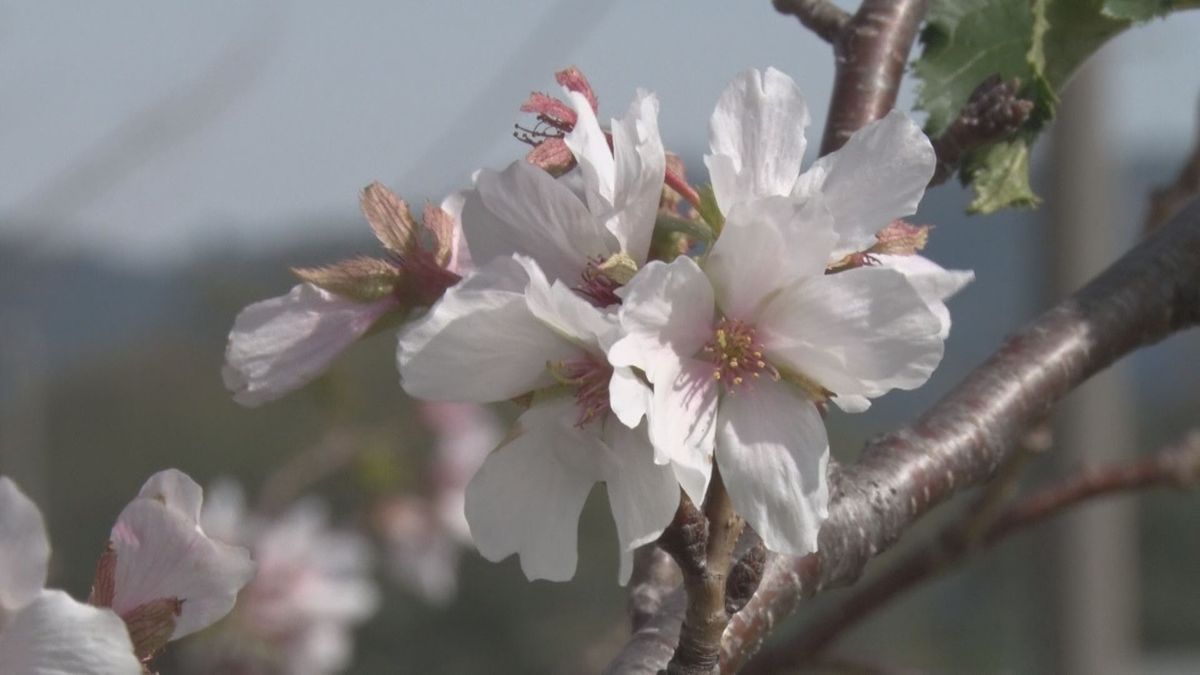 秋なのに…サクラ咲く⁈　専門家に聞くどうして？来年の春も咲くの？　