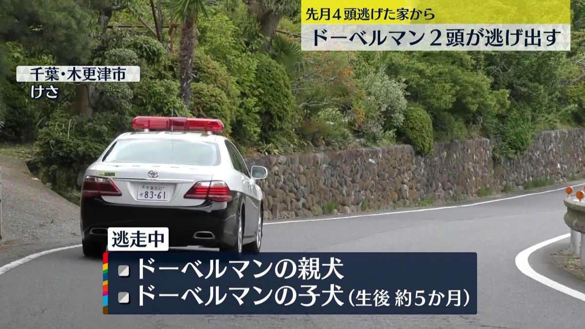 ドーベルマン2頭再び逃げ出す…警察が捜索　木更津