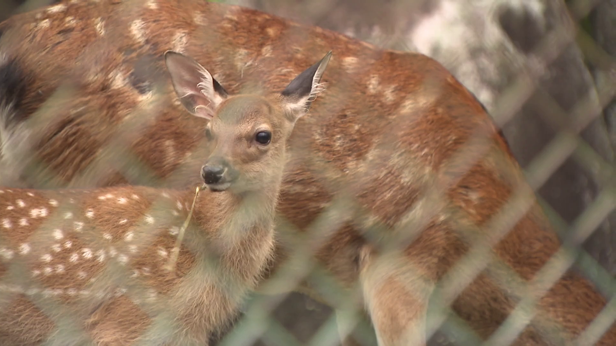 ニホンジカの赤ちゃん「クララ」